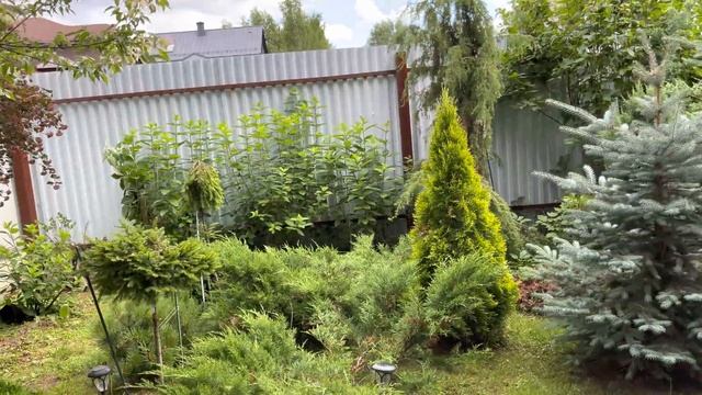 Моя любимая дача 16 июля 2022❤️Цветение роз?Петунии. Хвойные уголки.❤️ смотреть онлайн