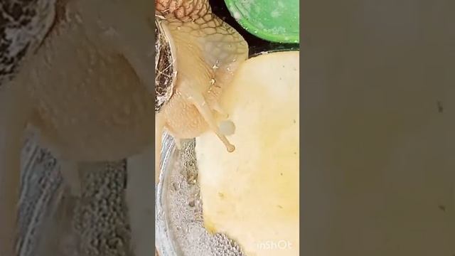 Мурзик ест яблоко он до сих пор его ест смотреть онлайн