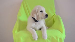 Роскошный мальчик золотистого ретривера Светлый Шевроле, сыночек Вольта и Хайди, 26.08. 2020)