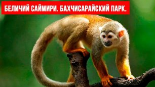 Забавные обезьяны. Беличий саймири. Бахчисарайский парк. Зоопарки Крыма.