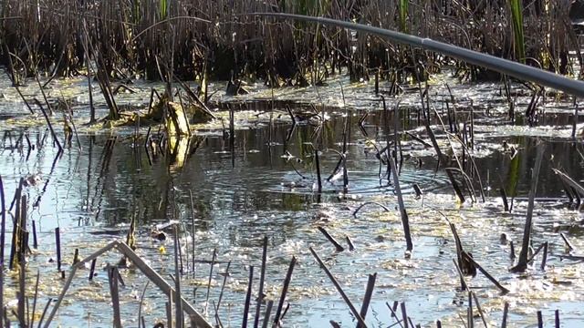 Боковой кивок.Быстрый способ ловли карпа. смотреть онлайн