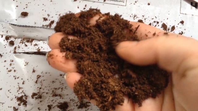 УДИВИТЕЛЬНОЕ КОМНАТНОЕ РАСТЕНИЕ СТРЕПТОКАРПУС! БЛИЖАЙШИЙ РОДСТВЕННИК ФИАЛКИ!