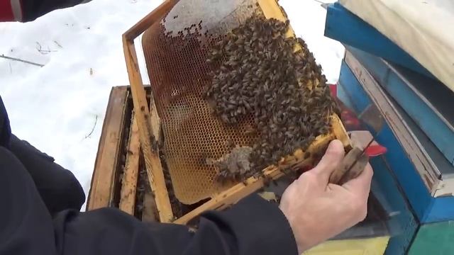 ?Пчелы не в клубе ??активность пчел.\пчелы зимой??? смотреть онлайн