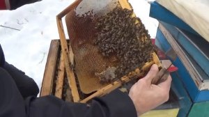 ?Пчелы не в клубе ??активность пчел.\пчелы зимой???