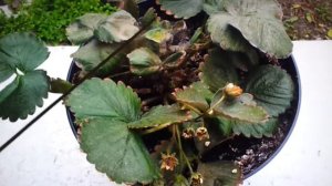 Паутинный клещ на клубнике.