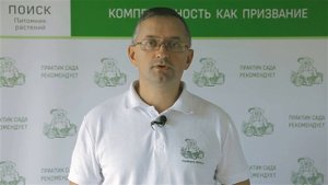 Ежевика. Агротехника. Ответы на вопросы садоводов.