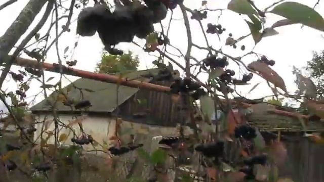 Созрела арония. смотреть онлайн