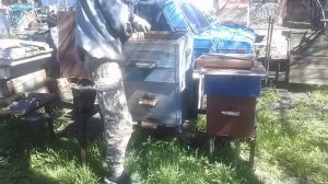 Корпусные улья - Расширение пчел вторыми корпусами весной