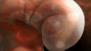 Как происходит зачатие и развитие ребёнка