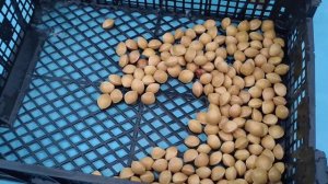 Гинкго Билоба. Вид, вкус и зачем оно нужно!