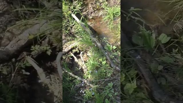 1380 Тайга Тропа Корявая #дмитрийяков #рыбалка #тайга #fishing #выживалово #сибирь #лес #охота