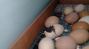 Как вылупляется цыпленок?