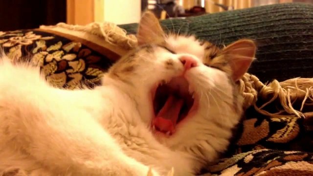 Котзилла