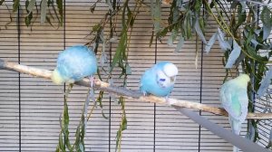 видео для попугая ? учим попугая говорить : Привет, Капелька