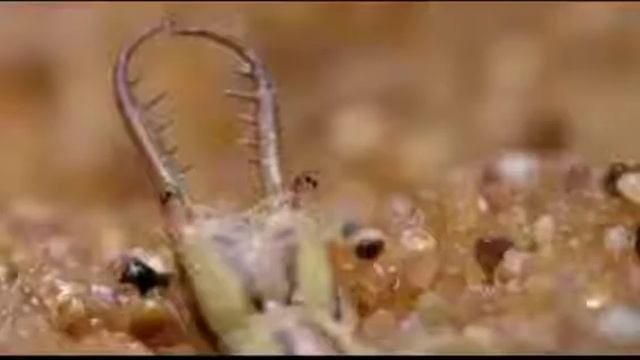 Мир ☮️ животных.. Интересные факты... смотреть онлайн