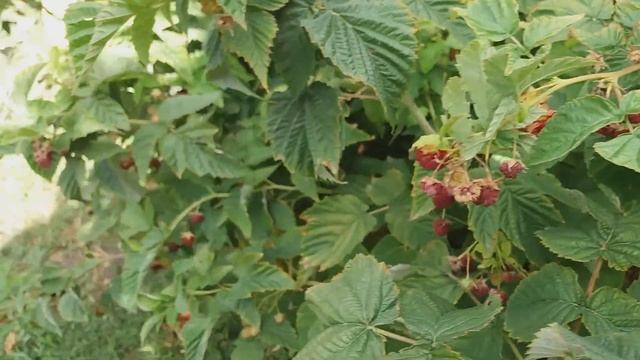 МАЛИНА ШАПКА МОНОМАХА. КОРЧЕВАТЬ! смотреть онлайн