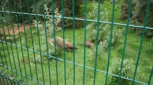 Ярославский зоопарк Давид и Артур гуляют по зоопарку