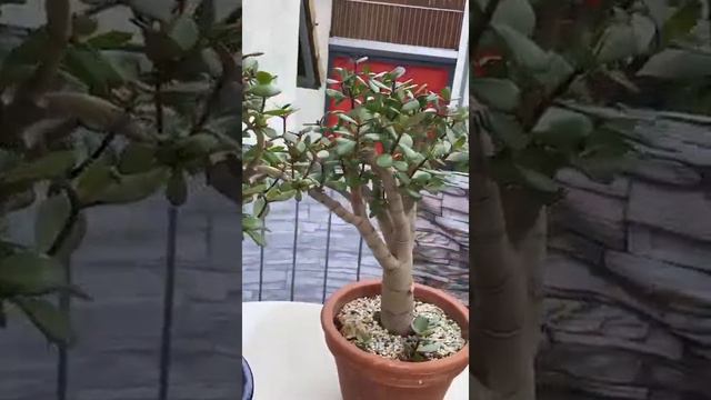 Денежное дерево / crassula ovata