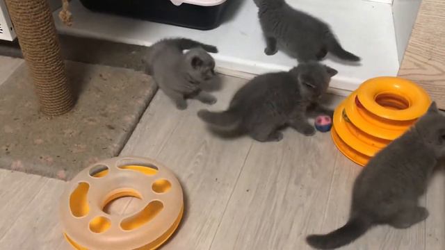 Маленькие котята играют