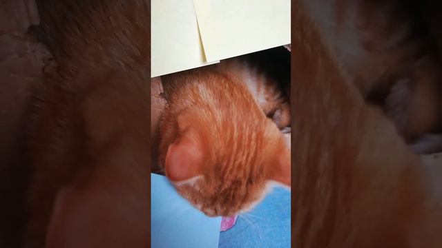 Как сделать мини дом котику смотреть онлайн