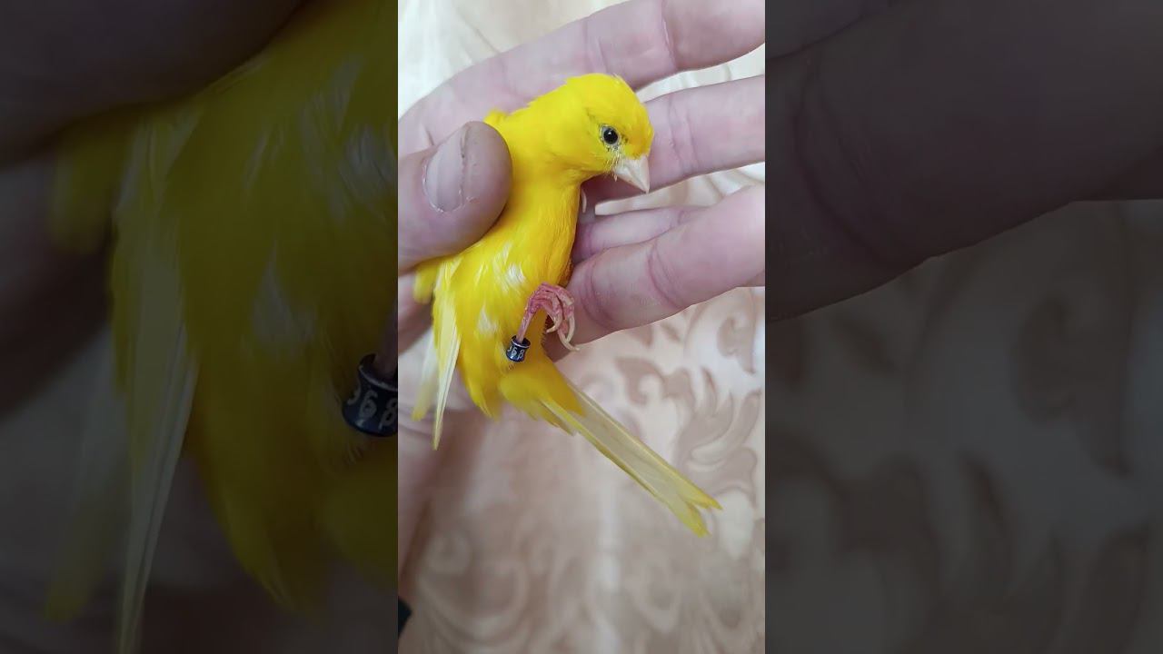 Кенарь 17.09.2023. смотреть онлайн