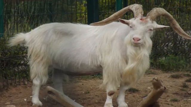 Дмитрий в Ярославском зоопарке смотреть онлайн