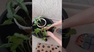 Посадка сингониума( Ушковидный). Делаем пышный куст сингониума.