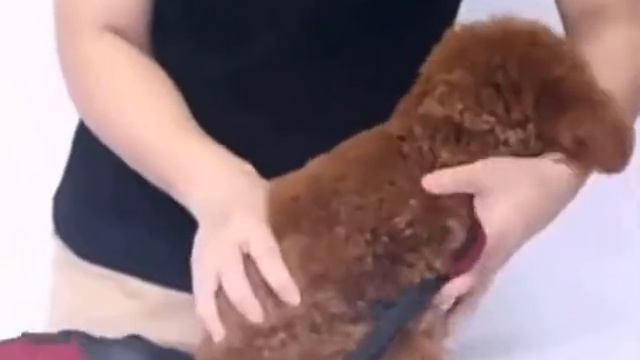 кенгуру для животных смотреть онлайн