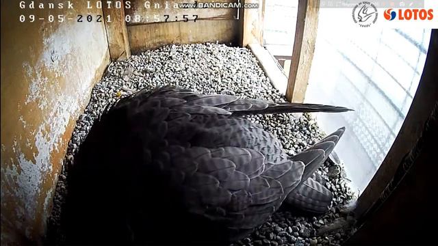 Sokoły wędrowne Gdańsk Lotos 2021 05 09 8:54 pierwszy pisklak смотреть онлайн