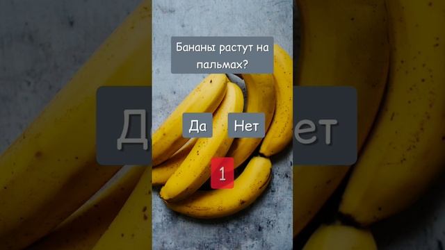 Бананы растут на пальмах?