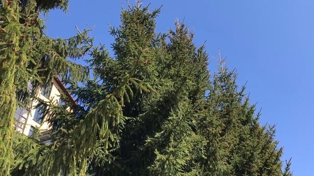 БОЛЕЗНИ РОЗ, Розы болеют, почему?