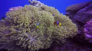 Egypt Diving: Paradise Reef, home to anemonefishes