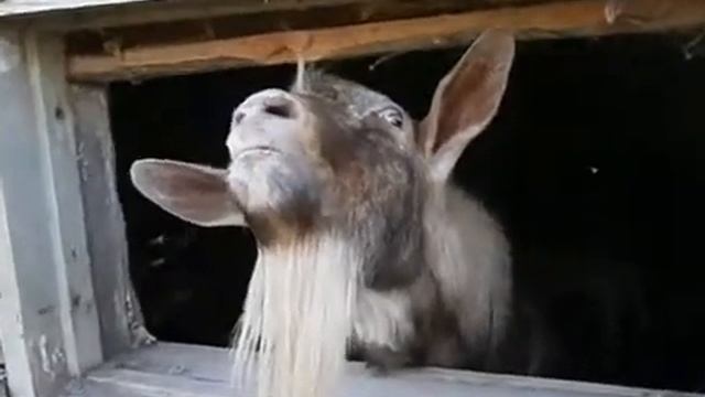 Прелестная морда козла смотреть онлайн