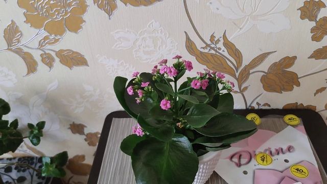 Как ухаживать за каланхоэ, которое купили в магазине. Что делать? смотреть онлайн