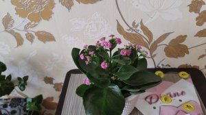 Как ухаживать за каланхоэ, которое купили в магазине. Что делать?