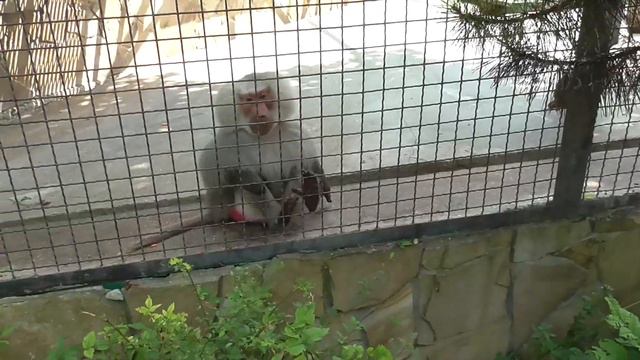 Наш милый гамадрил Джонник! ❤❤❤ Тайган смотреть онлайн