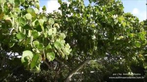 Sea Grape (Coccoloba uvifera) Anne Kolb Nature Center FL 8 2019 Antonio Silveira