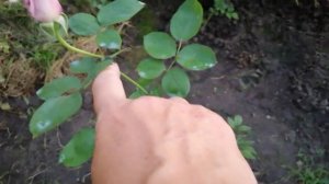 РОЗА ОУШЕН СОНГ (Ocean Song) ч/г, съёмка вечером 14 августа 2023 года. УКРАИНА 🇺🇦