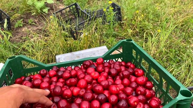 Как проходит сбор и продажа черешни летом