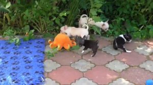 Малыши чихуахуа на прогулке