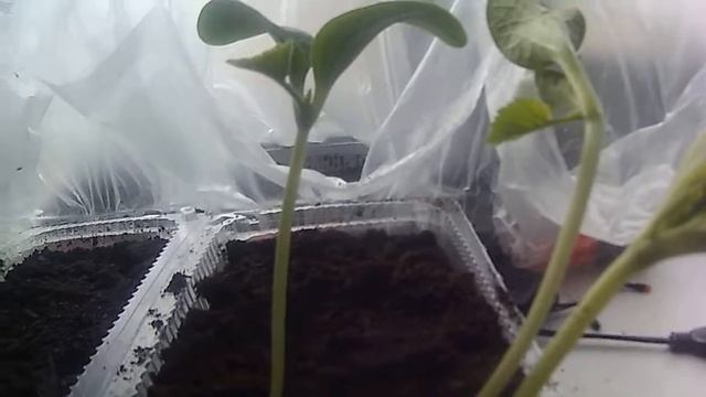 Рассада кабачков и тыкв\7 день\Взошёл кабачок "Грибовские 37"