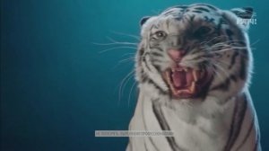 Чистая Линия Радуга - Реклама