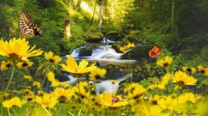 Украду увезу