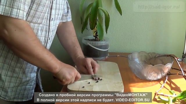 ЗОЛОТОЙ УС В НАРОДНОЙ МЕДИЦИНЕ смотреть онлайн