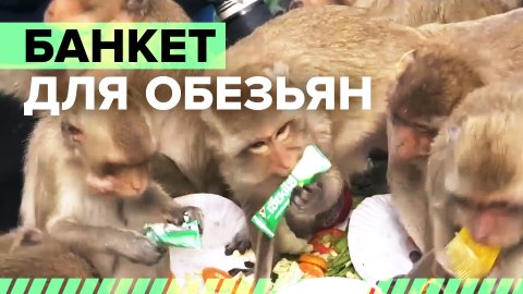 Ловкость лап и ничего больше: в Таиланде устроили банкет для обезьян
