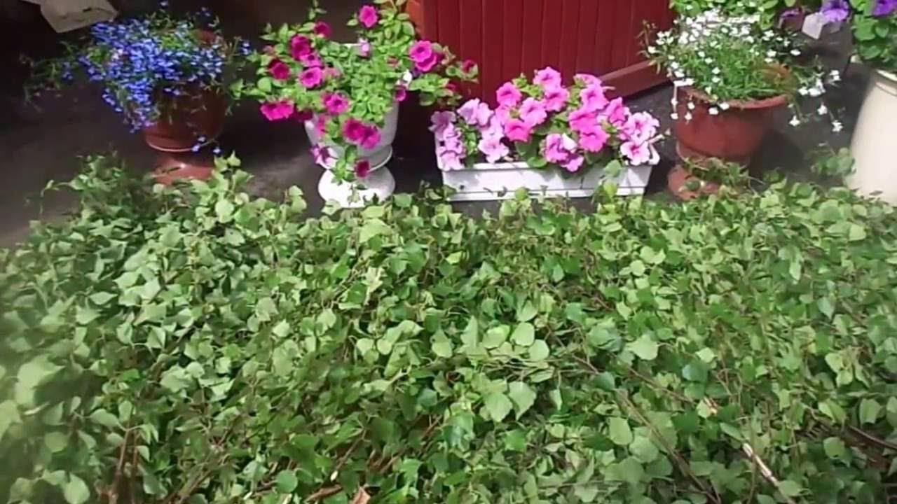 Заготовка березовых веников для деревенской бани.
