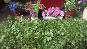 Заготовка березовых веников для деревенской бани.
