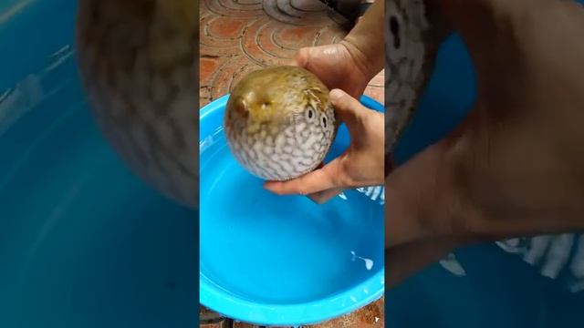 puffer-fish-self-defense