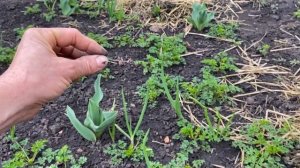 Апрель обзор саженцев//Какой лучше Лук на перо//Многолетний лук на зелень