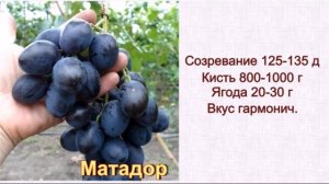 Крупноплодный виноград